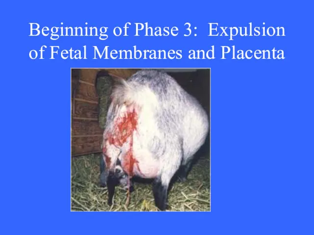 Beginning of Phase 3: Expulsion of Fetal Membranes and Placenta