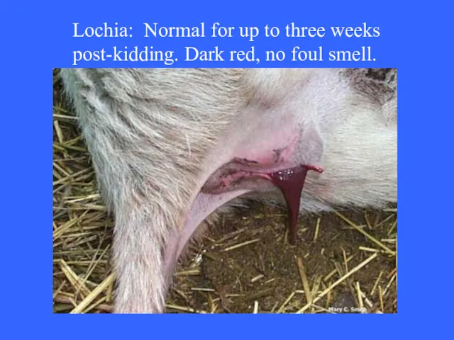 Lochia: Normal for up to three weeks post-kidding. Dark red, no foul smell.