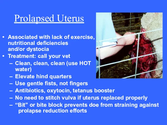 Prolapsed Uterus Associated with lack of exercise, nutritional deficiencies and/or dystocia Treatment: call