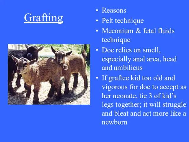 Grafting Reasons Pelt technique Meconium & fetal fluids technique Doe