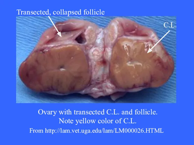 Ovary with transected C.L. and follicle. Note yellow color of C.L. From http://lam.vet.uga.edu/lam/LM000026.HTML