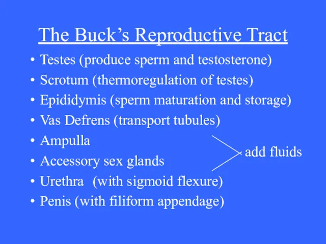 The Buck’s Reproductive Tract Testes (produce sperm and testosterone) Scrotum (thermoregulation of testes)