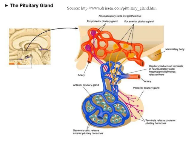 Source: http://www.driesen.com/pituitary_gland.htm