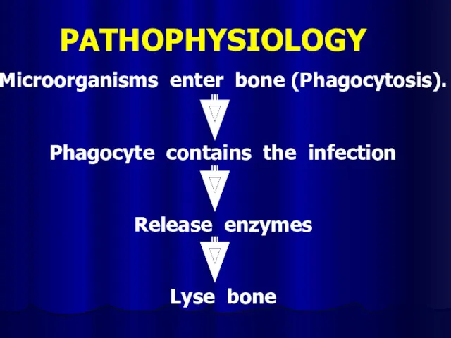 PATHOPHYSIOLOGY Microorganisms enter bone (Phagocytosis). Phagocyte contains the infection Release enzymes Lyse bone