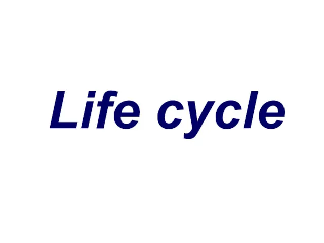 Life cycle