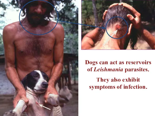 Dogs can act as reservoirs of Leishmania parasites. They also exhibit symptoms of infection.