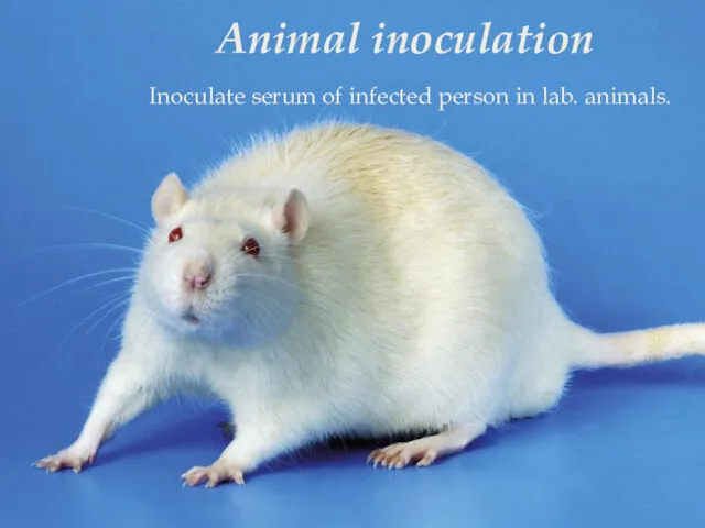 Animal inoculation Inoculate serum of infected person in lab. animals.