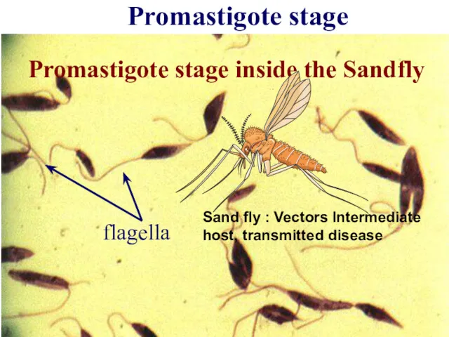 Promastigote stage flagella Promastigote stage inside the Sandfly Sand fly : Vectors Intermediate host, transmitted disease