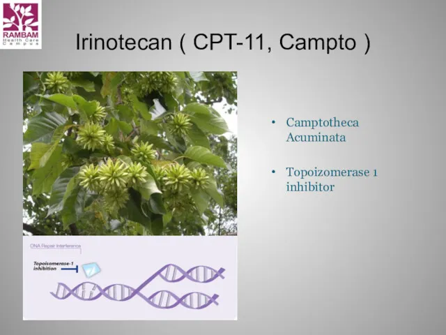Irinotecan ( CPT-11, Campto ) Camptotheca Acuminata Topoizomerase 1 inhibitor