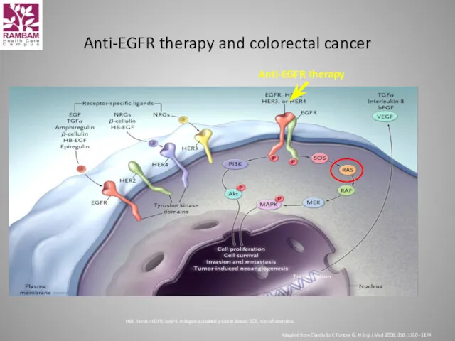 Anti-EGFR therapy and colorectal cancer HER, human EGFR; MAPK, mitogen-activated