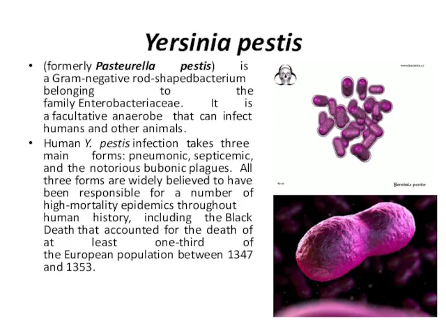 Yersinia pestis (formerly Pasteurella pestis) is a Gram-negative rod-shapedbacterium belonging to the family