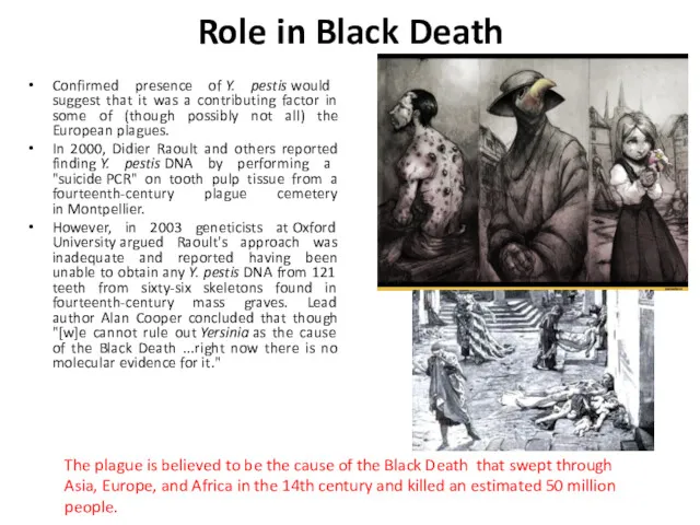 Role in Black Death Confirmed presence of Y. pestis would suggest that it