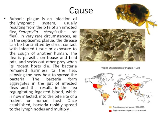 Cause Bubonic plague is an infection of the lymphatic system, usually resulting from