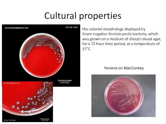 Cultural properties the colonial morphology displayed by Gram-negative Yersinia pestis bacteria, which was