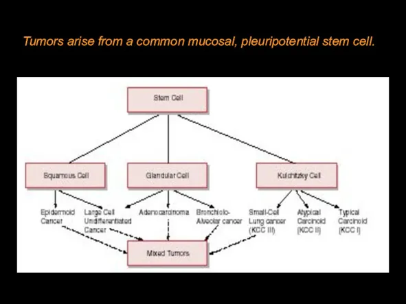 Tumors arise from a common mucosal, pleuripotential stem cell.