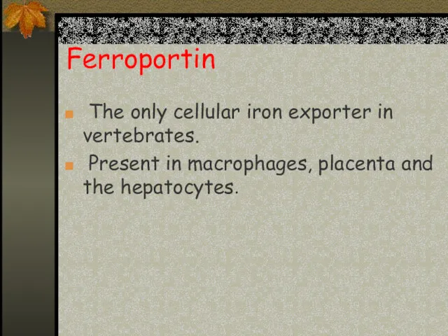 Ferroportin The only cellular iron exporter in vertebrates. Present in macrophages, placenta and the hepatocytes.