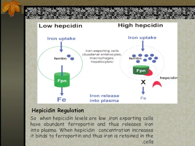 Hepicidin Regulation So when hepicidin levels are low ,iron exporting