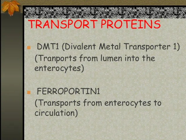 TRANSPORT PROTEINS DMT1 (Divalent Metal Transporter 1) (Tranports from lumen