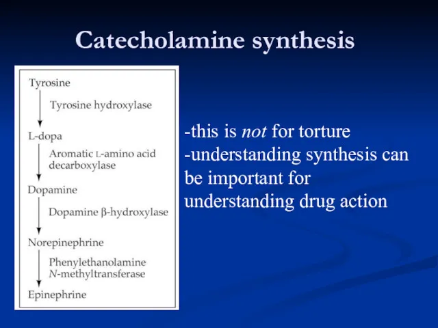 Catecholamine synthesis -this is not for torture -understanding synthesis can be important for understanding drug action
