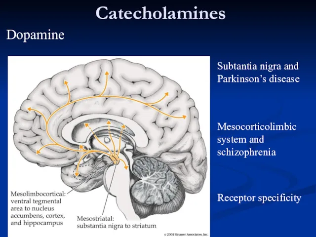 Catecholamines Subtantia nigra and Parkinson’s disease Mesocorticolimbic system and schizophrenia Receptor specificity Dopamine