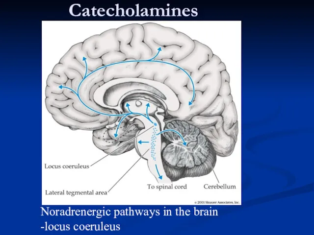 Catecholamines Noradrenergic pathways in the brain -locus coeruleus
