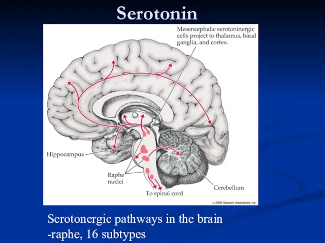 Serotonin Serotonergic pathways in the brain -raphe, 16 subtypes
