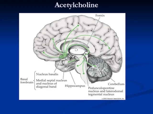 Acetylcholine Cholinergic pathways in the brain -basal forebrain, neuromuscular junction