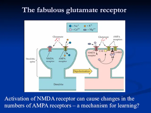 The fabulous glutamate receptor Activation of NMDA receptor can cause