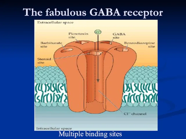 The fabulous GABA receptor Multiple binding sites