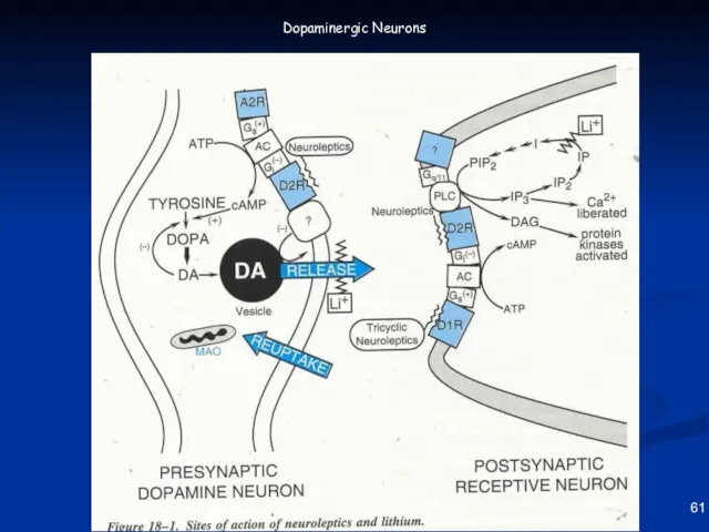 61 Dopaminergic Neurons