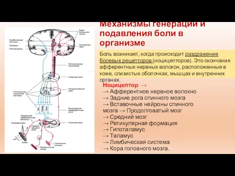 Механизмы генерации и подавления боли в организме Ноцицептор → →