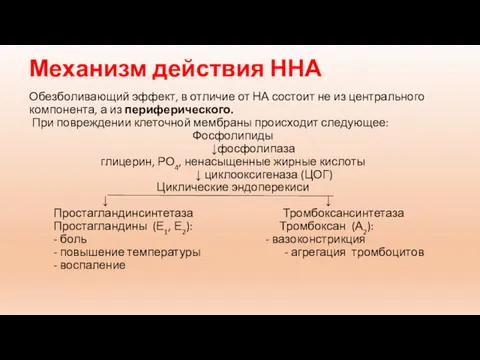 Механизм действия ННА Обезболивающий эффект, в отличие от НА состоит