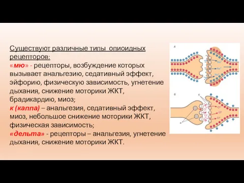 Существуют различные типы опиоидных рецепторов: «мю» - рецепторы, возбуждение которых