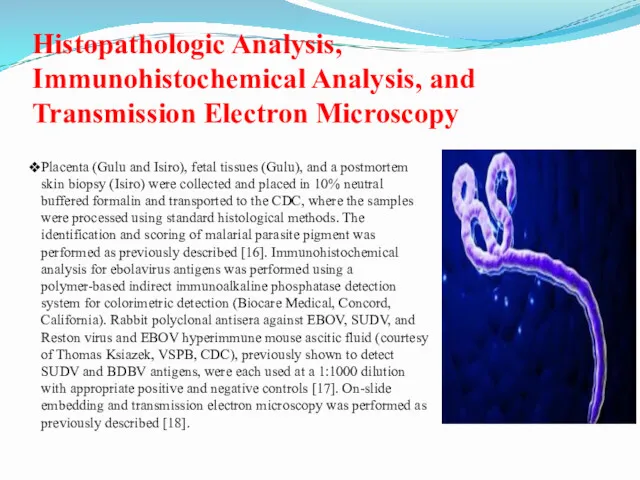 Histopathologic Analysis, Immunohistochemical Analysis, and Transmission Electron Microscopy Placenta (Gulu