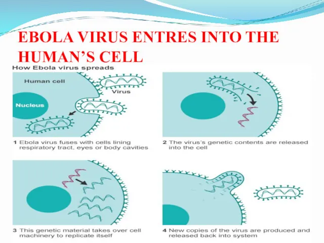EBOLA VIRUS ENTRES INTO THE HUMAN’S CELL