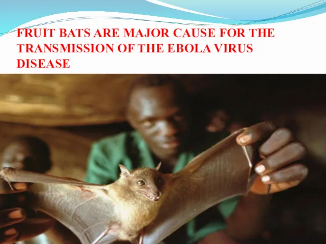 FRUIT BATS ARE MAJOR CAUSE FOR THE TRANSMISSION OF THE EBOLA VIRUS DISEASE