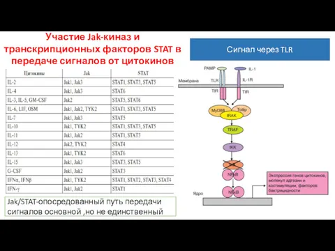 Участие Jak-киназ и транскрипционных факторов STAT в передаче сигналов от цитокинов Jak/STAT-опосредованный путь