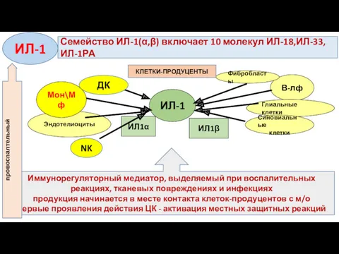 ИЛ-1 ИЛ1α ИЛ1β В-лф Глиальные клетки Синовиальные клетки Эндотелиоциты Фибробласты ДК NK Семейство