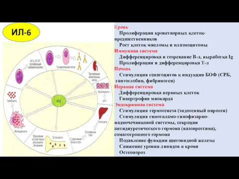 ИЛ-6