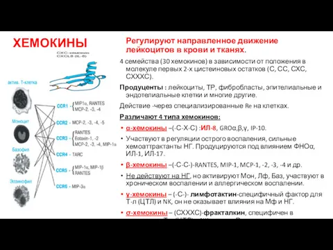 ХЕМОКИНЫ Регулируют направленное движение лейкоцитов в крови и тканях. 4 семейства (30 хемокинов)