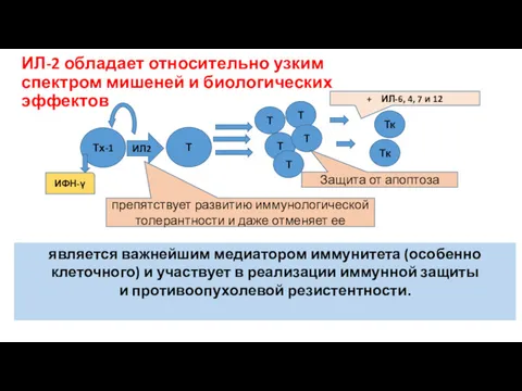 ИЛ-2 обладает относительно узким спектром мишеней и биологических эффектов Тх-1 Т Т Т