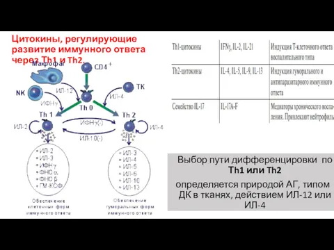 Цитокины, регулирующие развитие иммунного ответа через Тh1 и Th2. Выбор пути дифференцировки по