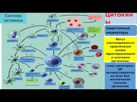 Система цитокинов Эндотелиальные клетки Воспалительный ответ Тучные клетки Фибробласты Макрофаги Плазматические клетки Активированные