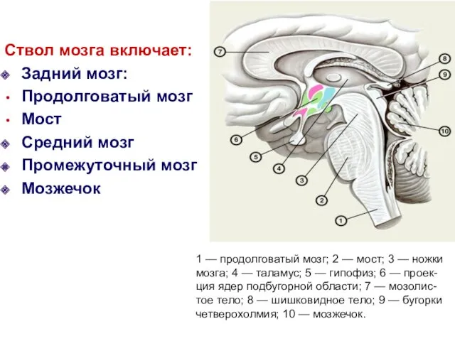 Ствол мозга включает: Задний мозг: Продолговатый мозг Мост Средний мозг