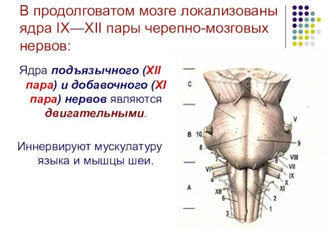 В продолговатом мозге локализованы ядра IX—XII пары черепно-мозговых нервов: Ядра