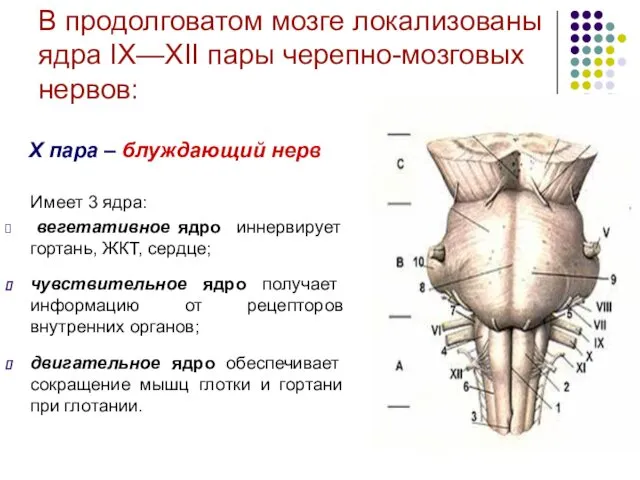 В продолговатом мозге локализованы ядра IХ—XII пары черепно-мозговых нервов: X