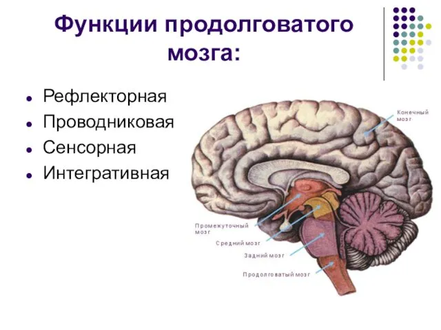 Функции продолговатого мозга: Рефлекторная Проводниковая Сенсорная Интегративная