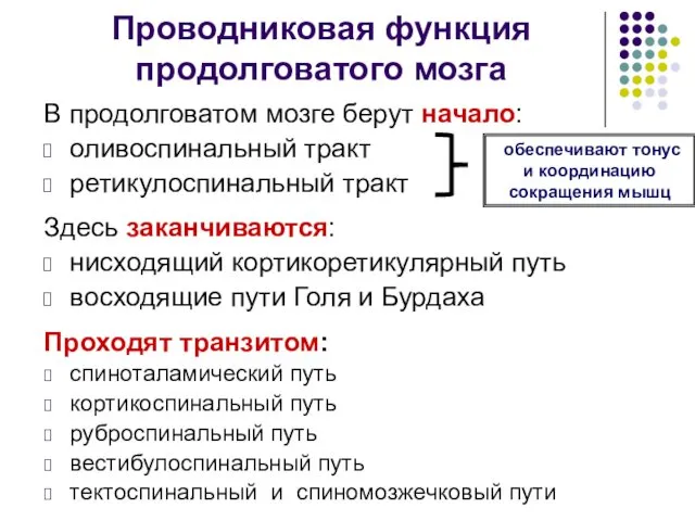 Проводниковая функция продолговатого мозга В продолговатом мозге берут начало: оливоспинальный