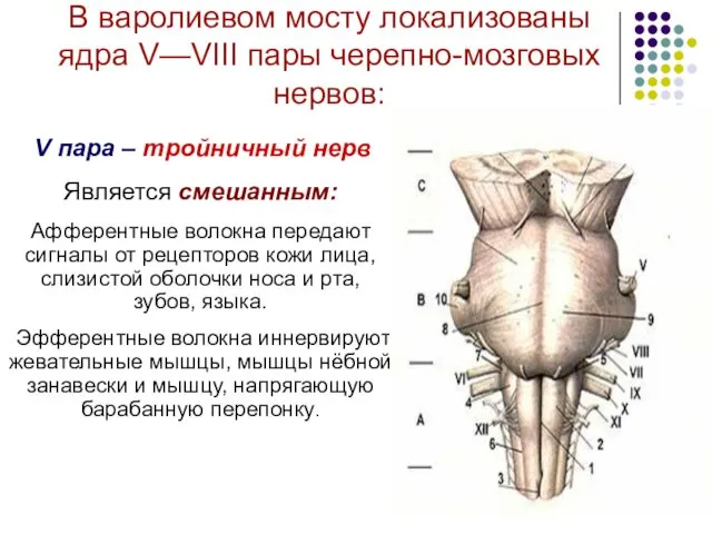 В варолиевом мосту локализованы ядра V—VIII пары черепно-мозговых нервов: V