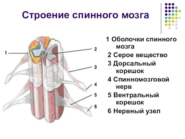 Строение спинного мозга 1 Оболочки спинного мозга 2 Серое вещество